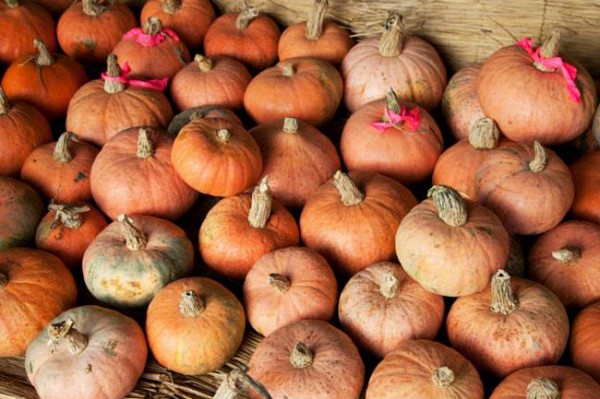 里川かぼちゃ　常陸太田市