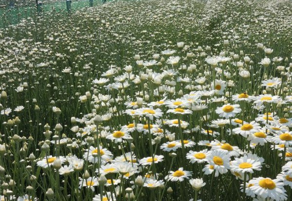 和歌山県　除虫菊　有田市　石井除虫菊